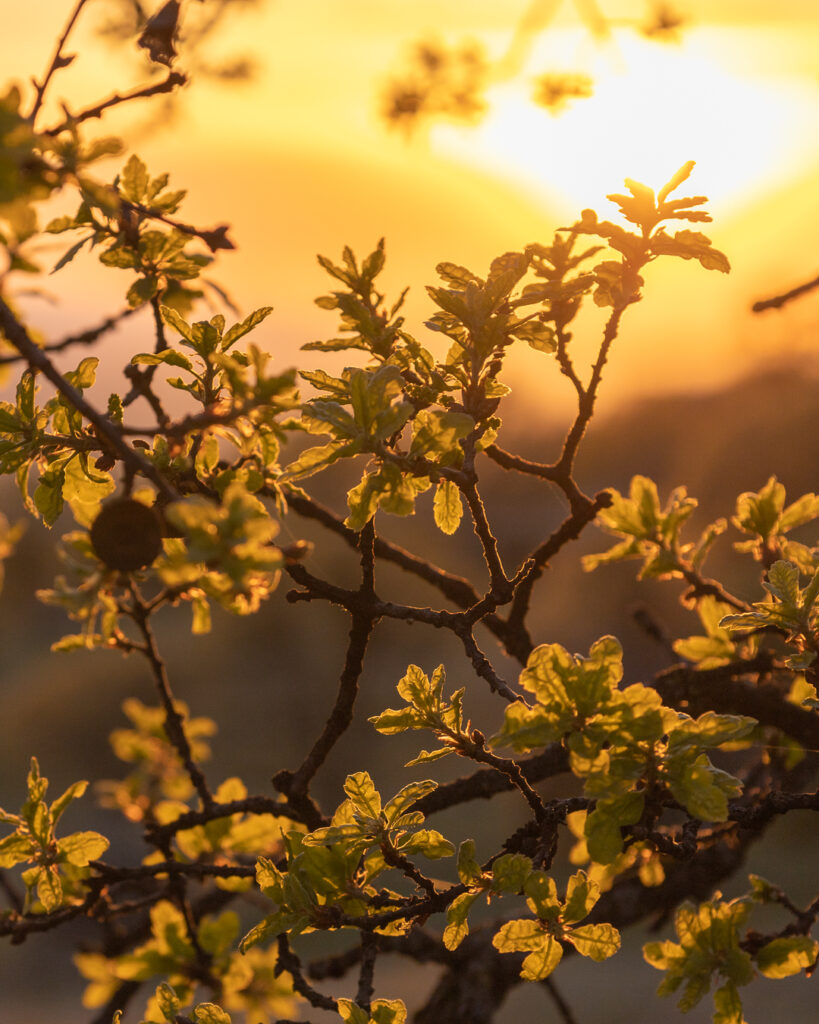 Golden Hour - California Sunset