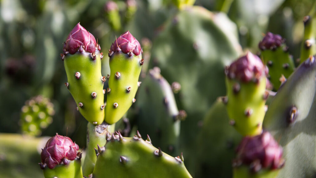 Cactus Cropped at 16:9 Aspect Ratio