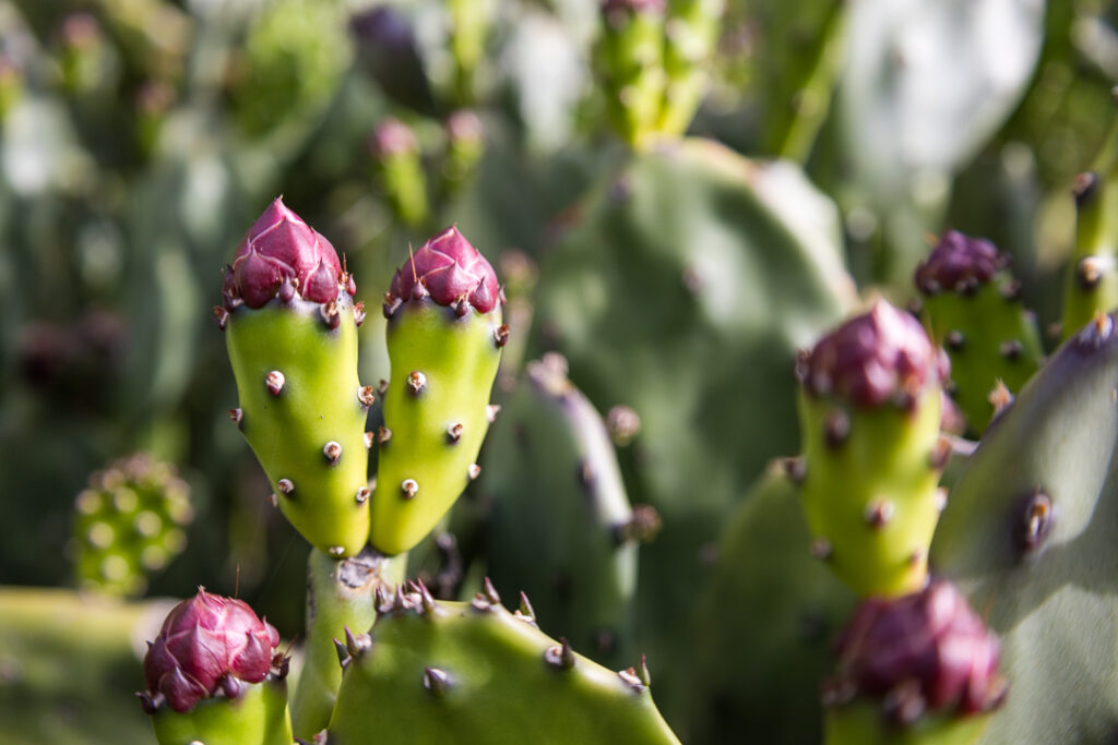 Cactus Cropped at 3:2 Aspect Ratio