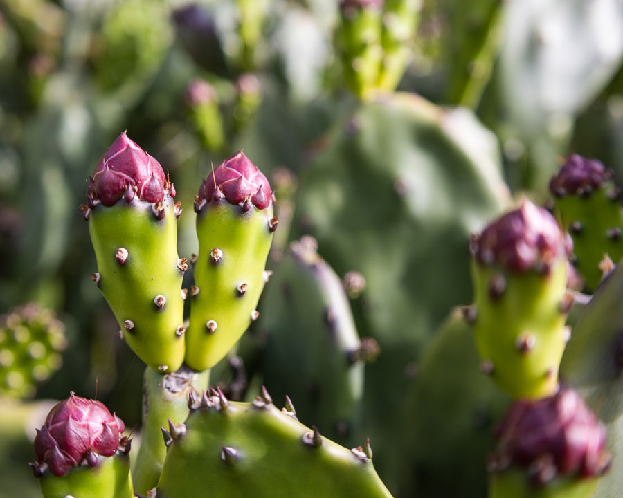 Cactus Cropped at 5:4 Aspect Ratio