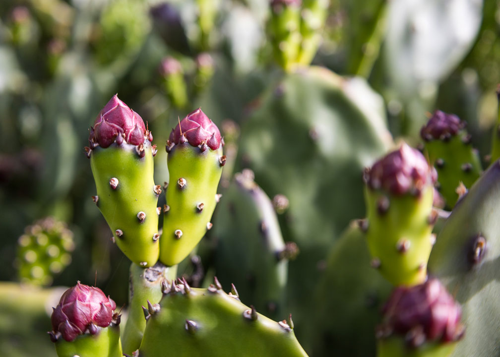 Cactus Cropped at 7:5 Aspect Ratio